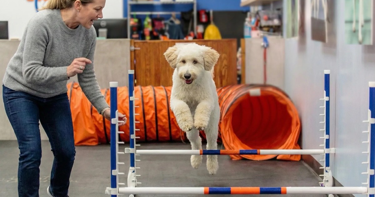 View of Dog Training Industry Trends: Market Data 2026 | Zoom Room Franchise