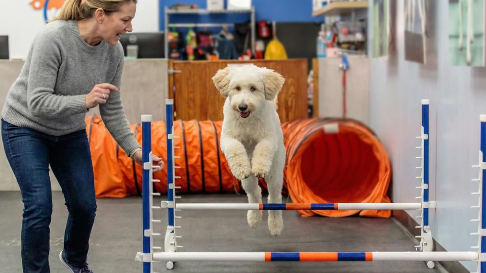 How to Start a Dog Training Business: Independent vs. Franchise, and Everything in Between